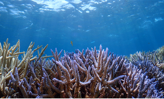 일본에서 가장 큰 산호초가 있는 미야코지마도 수온상승에 따른 백화현상이 심각하게 겪고 있는 곳이나 사진은 부분적으로 영향을 받은 산호초의 모습이다.